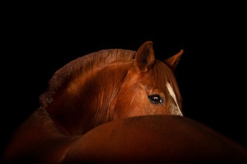 Tarifs Studio Mobile Equestre - Sarah Marchipont